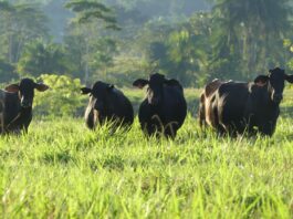 Perú apuesta por la tecnología para transformar la crianza de bovinos Brangus Perú apuesta por la tecnología para transformar la crianza de bovinos Brangus