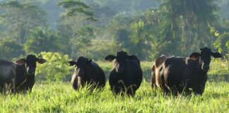 Perú apuesta por la tecnología para transformar la crianza de bovinos Brangus Perú apuesta por la tecnología para transformar la crianza de bovinos Brangus