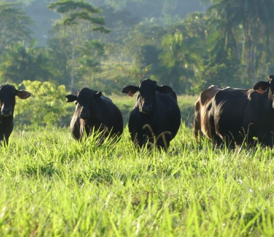 Perú apuesta por la tecnología para transformar la crianza de bovinos Brangus Perú apuesta por la tecnología para transformar la crianza de bovinos Brangus