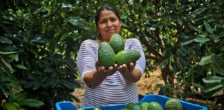 Pequeños productores aportan el 97 % de la palta Hass en Perú Pequeños productores aportan el 97 % de la palta Hass en Perú