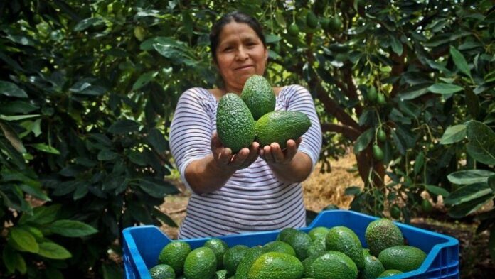 Pequeños productores aportan el 97 % de la palta Hass en Perú