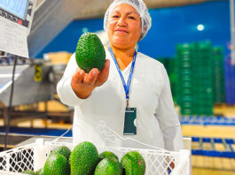 Productores ayacuchanos concretan primera exportación directa de palta Hass a España Productores ayacuchanos concretan primera exportación directa de palta Hass a España