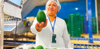 Productores ayacuchanos concretan primera exportación directa de palta Hass a España Productores ayacuchanos concretan primera exportación directa de palta Hass a España