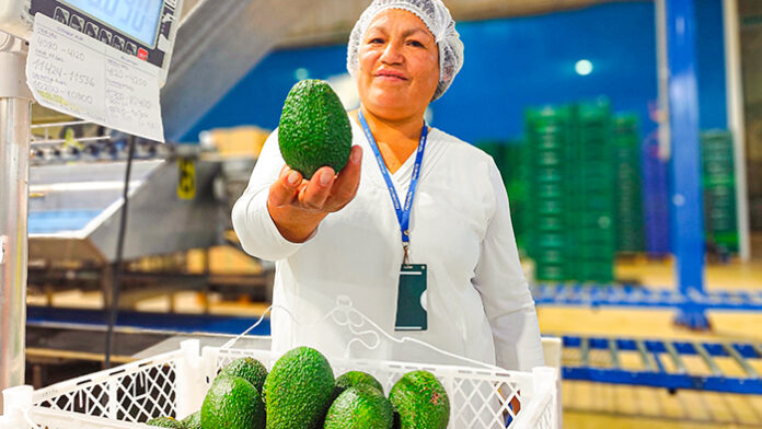 Productores ayacuchanos concretan primera exportación directa de palta Hass a España