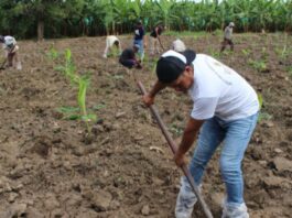 Piura: instalan parcelas de investigación para controlar plagas en banano Piura: instalan parcelas de investigación para controlar plagas en banano