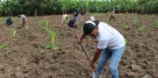 Piura: instalan parcelas de investigación para controlar plagas en banano Piura: instalan parcelas de investigación para controlar plagas en banano