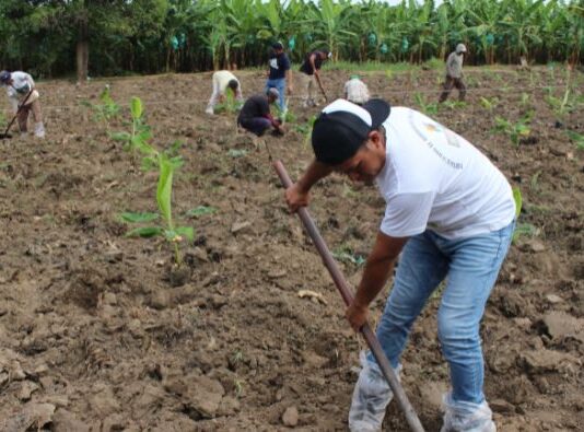 Piura: instalan parcelas de investigación para controlar plagas en banano Piura: instalan parcelas de investigación para controlar plagas en banano