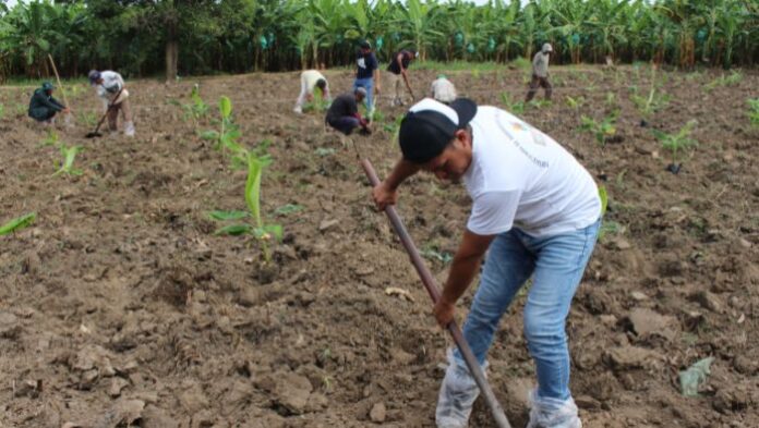 Piura: instalan parcelas de investigación para controlar plagas en banano