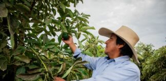 Agroideas impulsa más de 2,600 planes de negocio y beneficia a más de 97 mil familias agricultoras Agroideas impulsa más de 2,600 planes de negocio y beneficia a más de 97 mil familias agricultoras