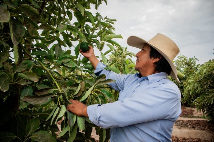 Agroideas impulsa más de 2,600 planes de negocio y beneficia a más de 97 mil familias agricultoras
