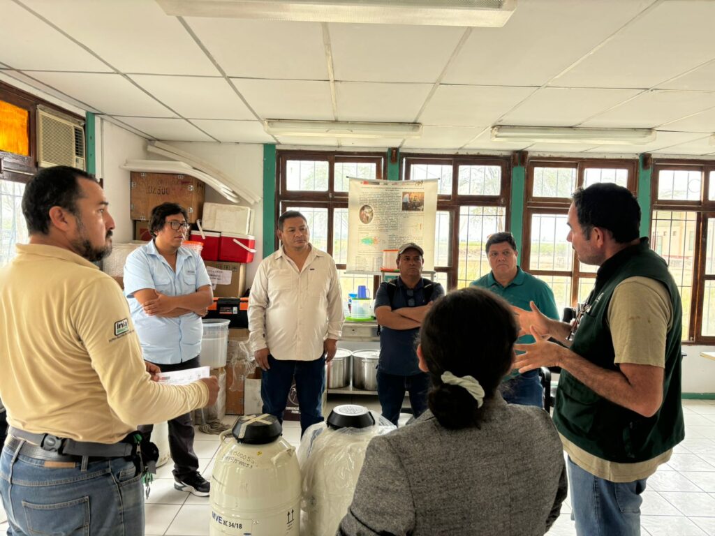 Campaña de inseminación artificial busca mejorar la ganadería en Ayabaca