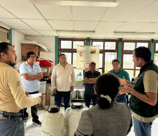 Campaña de inseminación artificial busca mejorar la ganadería en Ayabaca Campaña de inseminación artificial busca mejorar la ganadería en Ayabaca