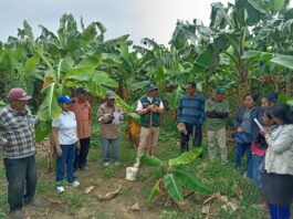 Capacitan a bananeros de Cura Mori en sostenibilidad y gestión de recursos Capacitan a productores bananeros de Cura Mori en manejo sostenible y acceso a financiamiento