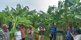 Capacitan a bananeros de Cura Mori en sostenibilidad y gestión de recursos Capacitan a productores bananeros de Cura Mori en manejo sostenible y acceso a financiamiento