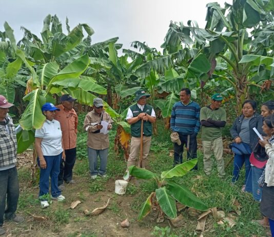 Capacitan a bananeros de Cura Mori en sostenibilidad y gestión de recursos Capacitan a productores bananeros de Cura Mori en manejo sostenible y acceso a financiamiento