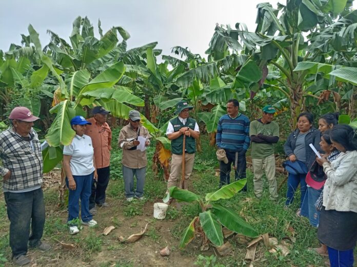 Capacitan a productores bananeros de Cura Mori en manejo sostenible y acceso a financiamiento