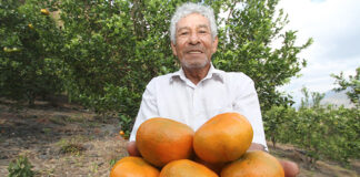 Exportaciones de cítricos peruanos crecieron 50 % hasta mayo de 2025 Exportaciones de cítricos peruanos crecieron 50 % hasta mayo de 2025