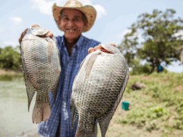 Piura impulsa cultivo de tilapia y trucha con capacitaciones técnicas en zonas altoandinas Piura impulsa cultivo de tilapia y trucha con capacitaciones técnicas en zonas altoandinas