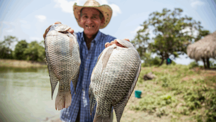 Piura impulsa cultivo de tilapia y trucha con capacitaciones técnicas en zonas altoandinas