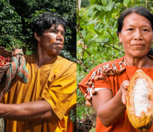 Amazonía peruana aumenta sus exportaciones en 67 % en el primer trimestre de 2025 Amazonía peruana aumenta sus exportaciones en 67 % en el primer trimestre de 2025