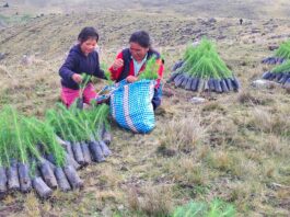 Proyecto Anchonga reforestan con plantones de pino y queñual en zonas andinas Proyecto Anchonga refuerza reforestación con plantones de pino y queñual en zonas andinas