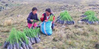 Proyecto Anchonga reforestan con plantones de pino y queñual en zonas andinas Proyecto Anchonga refuerza reforestación con plantones de pino y queñual en zonas andinas