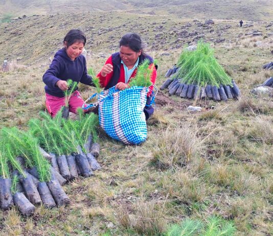 Proyecto Anchonga reforestan con plantones de pino y queñual en zonas andinas Proyecto Anchonga refuerza reforestación con plantones de pino y queñual en zonas andinas