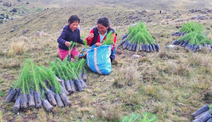 Proyecto Anchonga refuerza reforestación con plantones de pino y queñual en zonas andinas