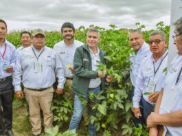 Piura: Presentan propuestas clave para fortalecer la campaña del algodón Pima Presentan propuestas clave para fortalecer la campaña del algodón Pima