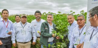 Piura: Presentan propuestas clave para fortalecer la campaña del algodón Pima Presentan propuestas clave para fortalecer la campaña del algodón Pima