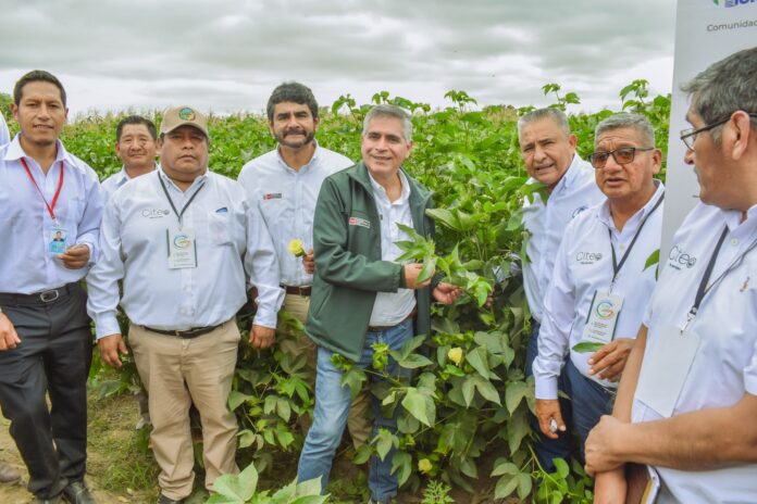 Presentan propuestas clave para fortalecer la campaña del algodón Pima