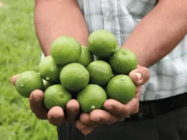 Exportaciones de jugo de limón peruano aumentan 32% en volumen hasta mayo de 2025 Exportaciones de jugo de limón peruano aumentan 32% en volumen hasta mayo de 2025