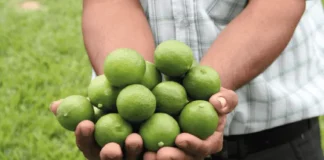 Exportaciones de jugo de limón peruano aumentan 32% en volumen hasta mayo de 2025 Exportaciones de jugo de limón peruano aumentan 32% en volumen hasta mayo de 2025
