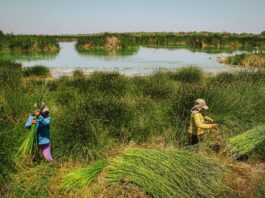 Piura: SERFOR autoriza aprovechamiento sostenible de junco y totora en humedal Santa Julia Piura: SERFOR autoriza aprovechamiento sostenible de junco y totora en humedal Santa Julia