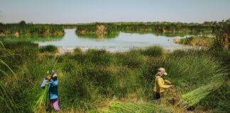 Piura: SERFOR autoriza aprovechamiento sostenible de junco y totora en humedal Santa Julia Piura: SERFOR autoriza aprovechamiento sostenible de junco y totora en humedal Santa Julia