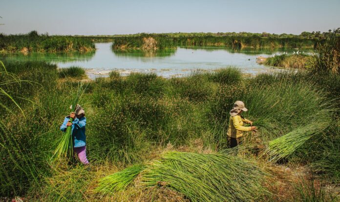 Piura: SERFOR autoriza aprovechamiento sostenible de junco y totora en humedal Santa Julia