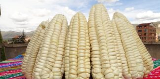 Cusco: maíz blanco genera más de US$ 5.4 millones en exportaciones hasta mayo de 2025 Cusco: maíz blanco genera más de US$ 5.4 millones en exportaciones hasta mayo de 2025