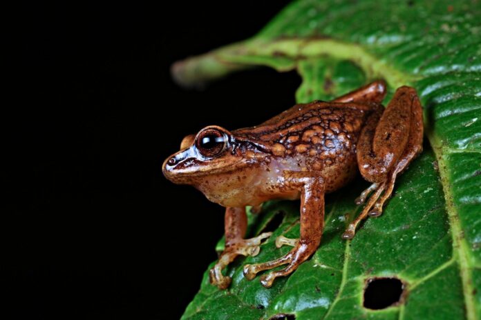 Descubren tres nuevas especies de rana en la sierra de Piura
