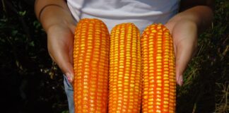 INIA lanza variedad de maíz amarillo que mejora rentabilidad y calidad alimentaria INIA lanza variedad de maíz que mejora rentabilidad y calidad alimentaria