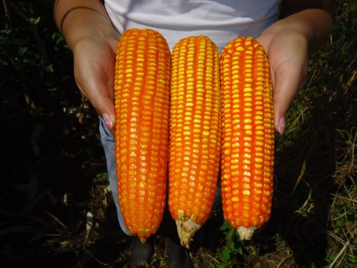 INIA lanza variedad de maíz que mejora rentabilidad y calidad alimentaria