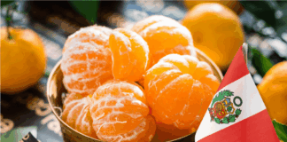 Mandarina peruana: exportación crece 128% en valor durante abril de 2025 Mandarina peruana: exportación crece 128% en valor durante abril de 2025