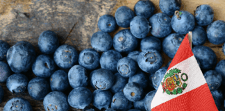 Perú proyecta cosecha récord de 400 mil toneladas de arándanos en 2025 Perú proyecta cosecha récord de 400 mil toneladas de arándanos en 2025