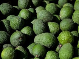 Exportaciones de palta peruana no alcanzarán el volumen esperado Exportaciones de palta peruana no alcanzarán el volumen esperado