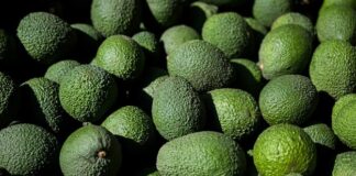 Exportaciones de palta peruana no alcanzarán el volumen esperado Exportaciones de palta peruana no alcanzarán el volumen esperado