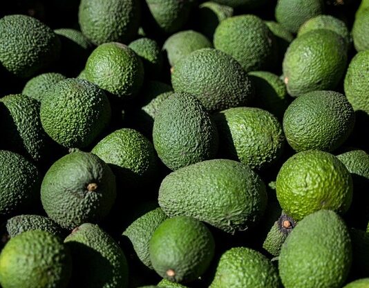 Exportaciones de palta peruana no alcanzarán el volumen esperado Exportaciones de palta peruana no alcanzarán el volumen esperado