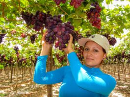Uva de mesa: Campaña 2024-2025 deja aprendizajes para la agroexportación peruana Uva de mesa: Campaña 2024-2025 deja aprendizajes para la agroexportación peruana
