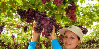 Uva de mesa: Campaña 2024-2025 deja aprendizajes para la agroexportación peruana Uva de mesa: Campaña 2024-2025 deja aprendizajes para la agroexportación peruana