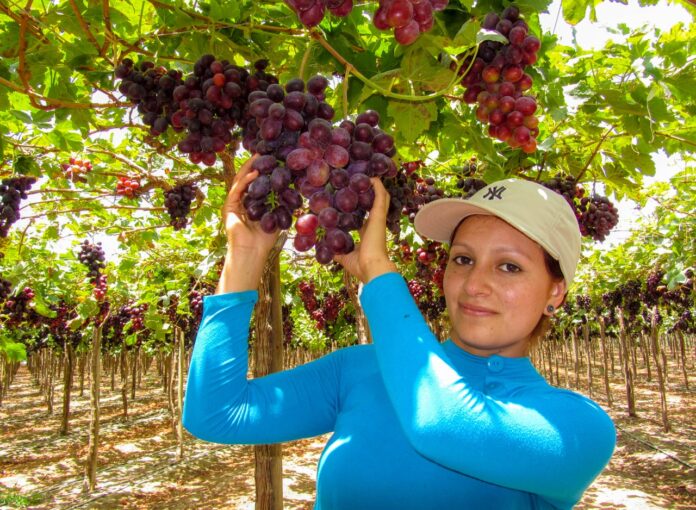 Uva de mesa: Campaña 2024-2025 deja aprendizajes para la agroexportación peruana