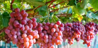 Ica exporta más de 41 millones de cajas de uva y consolida liderazgo agroexportador Ica consolida su liderazgo en exportación de uva con 41 millones de cajas