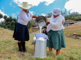 Midagri fortalece la cadena lechera con inversión y capacitación a ganaderos Midagri fortalece la cadena lechera con inversión y capacitación a ganaderos